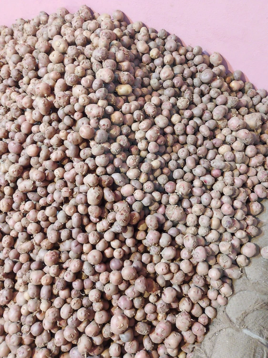 ঝাউ আলু